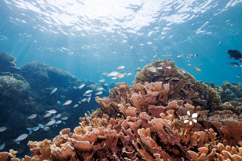 美丽白色海滩和珊瑚礁中的密鳞乌尾鮗鱼群图片素材