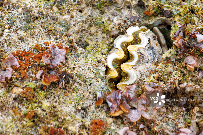 春潮退却后的女沼海滩，露出通常在水底的大珧螺图片素材
