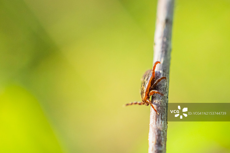 干燥树枝上的蜱虫图片素材