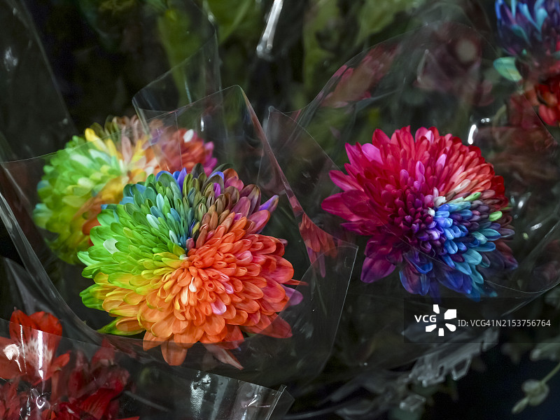 染色大丽花切花图片素材