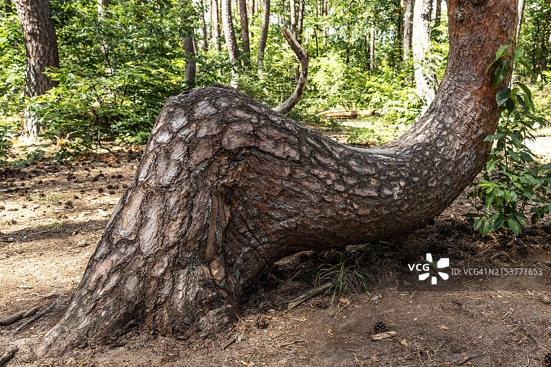 波兰弯曲森林中的树木图片素材