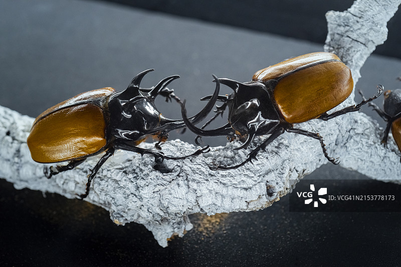 两只犀牛甲虫图片素材