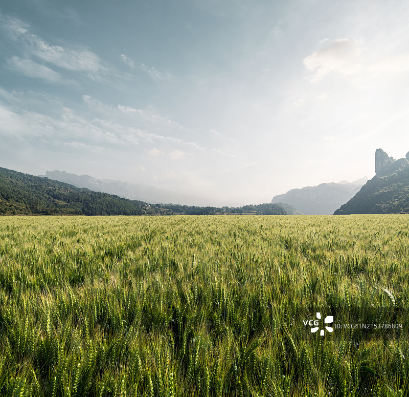 山间大麦田图片素材