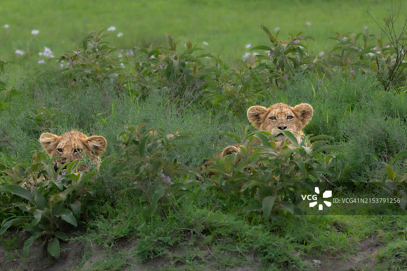 非洲小狮子图片素材