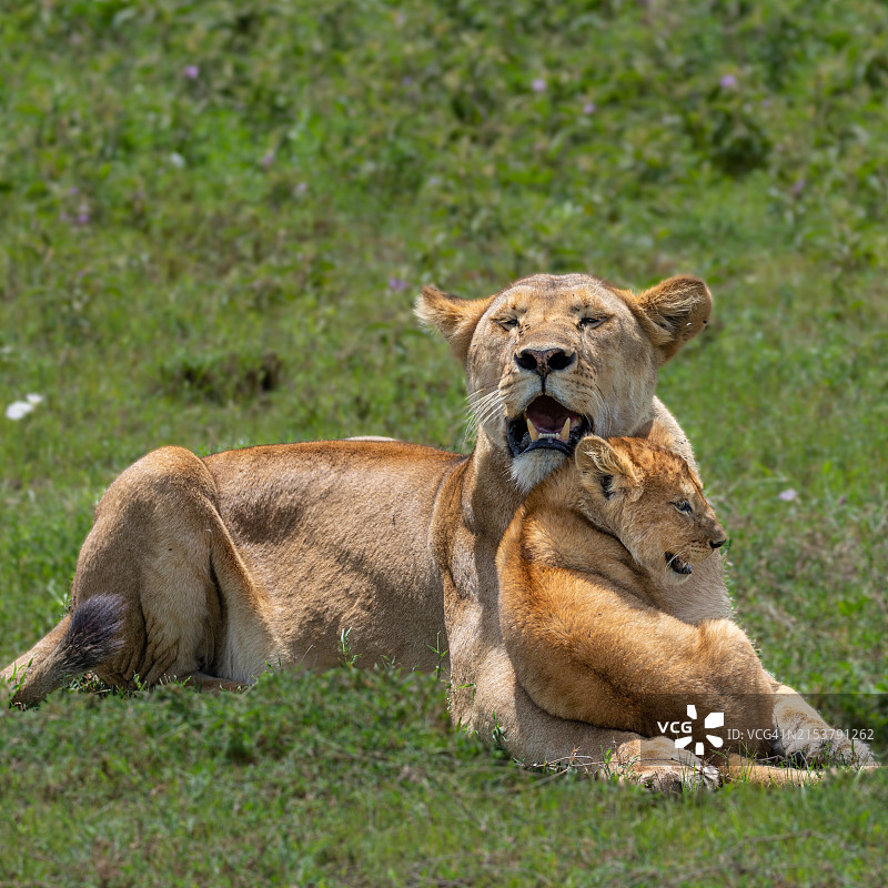 母狮和小狮子 - 非洲图片素材