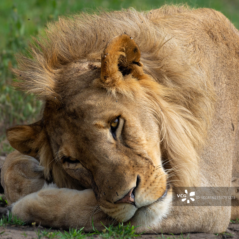 非洲雄狮图片素材