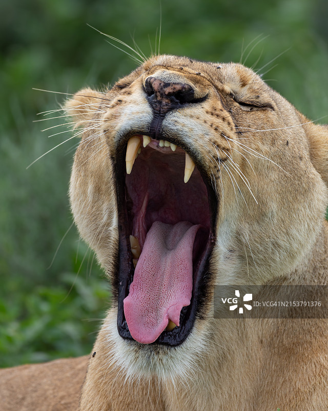 非洲母狮图片素材