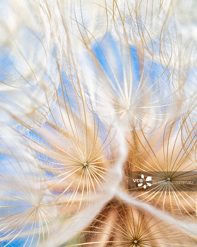 西洋滨藜植物特写图片素材