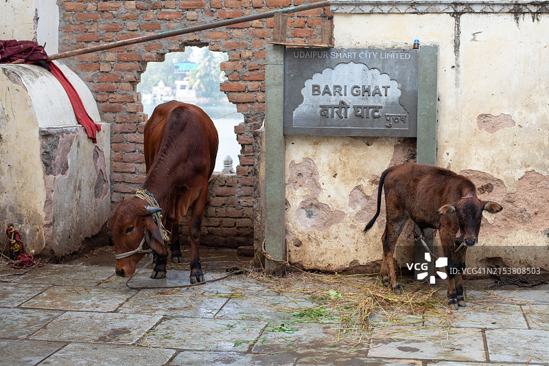乌代浦的河坛与牛图片素材