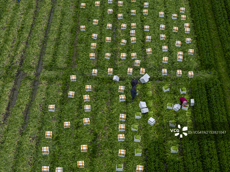航拍农田收割绿色蔬菜图片素材