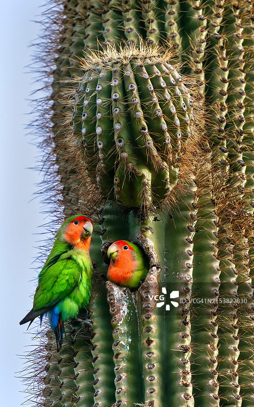 仙人掌上的玫瑰鹦鹉图片素材