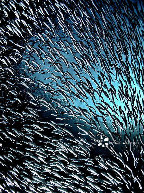 沙丁鱼群图片素材