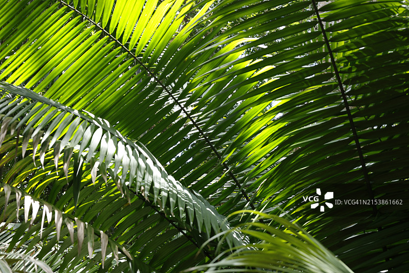 棕榈树叶特写 - 巴西图片素材