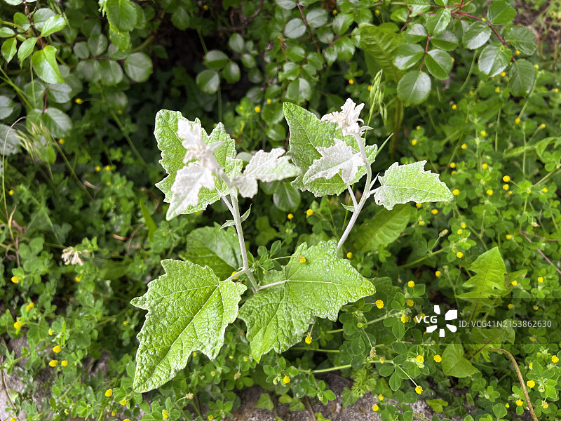 春天银白杨植物特写图片素材