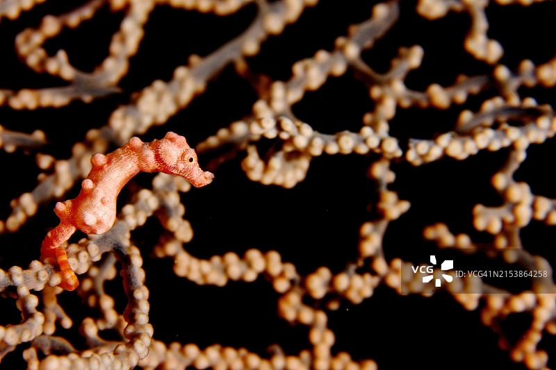 豆丁海马图片素材