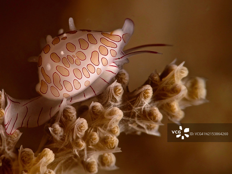 珊瑚上的海螺图片素材