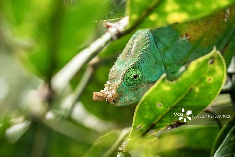 夜晚的绿色变色龙，马达加斯加Andasibe国家公园图片素材