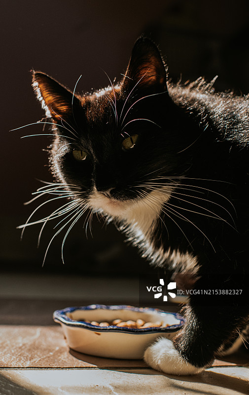猫咪蹲在食物碗旁，警惕地看着镜头图片素材