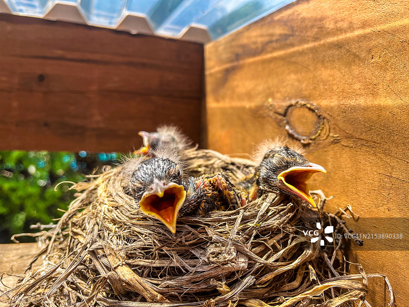 美洲知更鸟巢特写图片素材