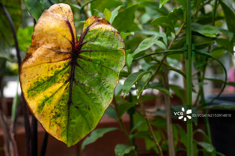 患有叶枯病的芋头属“法老面具”植物图片素材