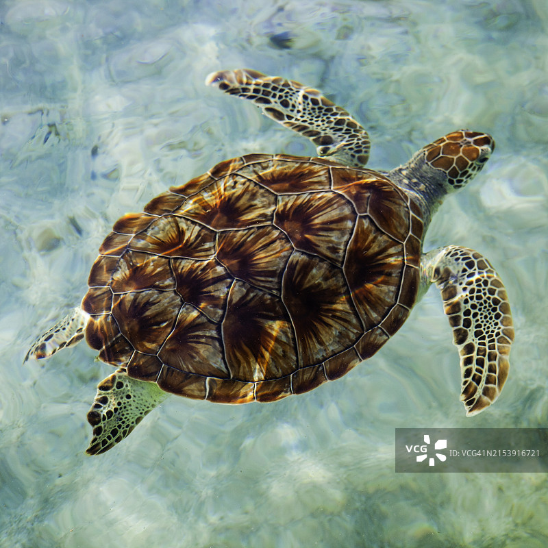 大开曼群岛的绿海龟图片素材