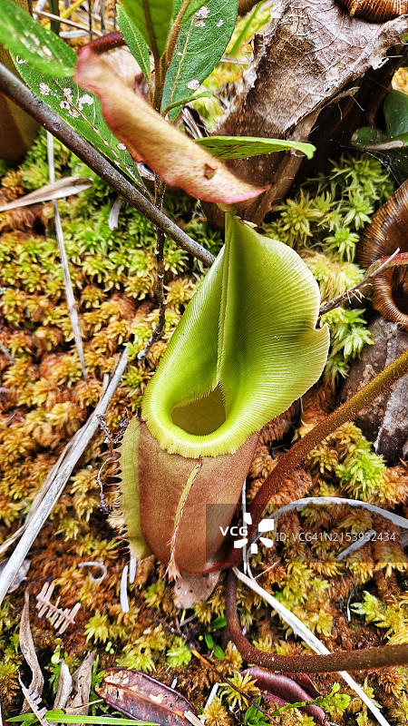 马来西亚砂拉越巴里奥普隆陶国家公园武吉巴都拉维山顶小径上的维奇猪笼草高角度视图图片素材