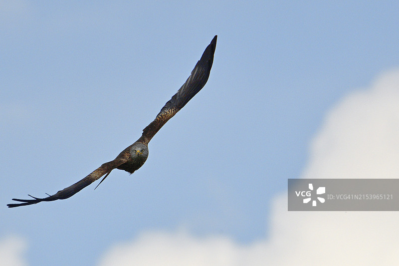 凝视着红鸢图片素材