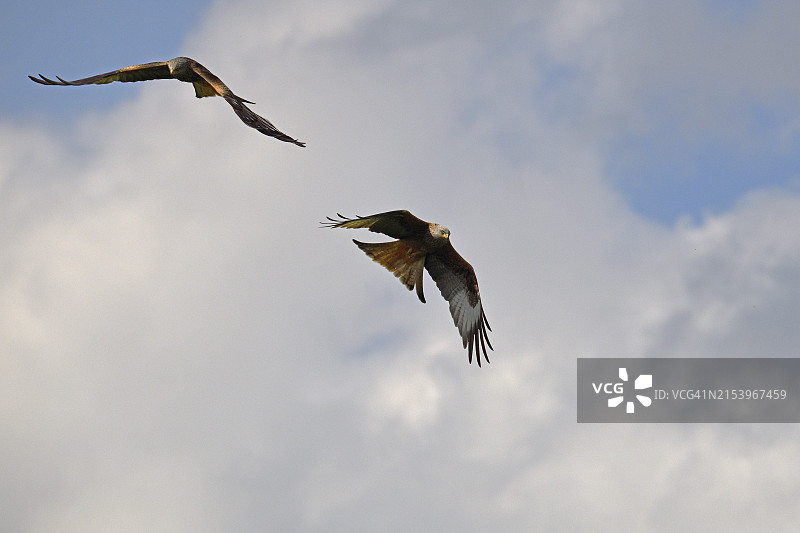 一对红鸢正在捕猎图片素材