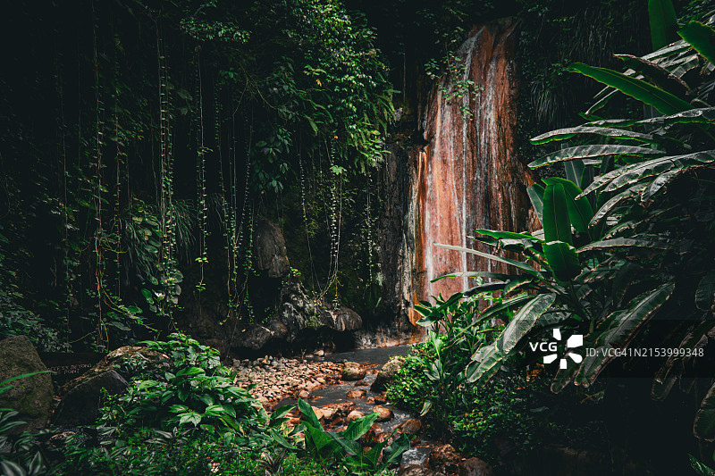 圣卢西亚森林树木图片素材