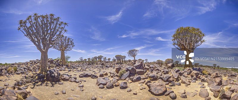 田野上的树木映衬着天空图片素材