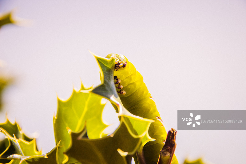 昆虫在植物上的特写图片素材