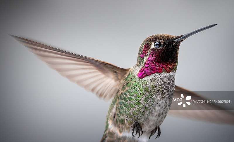 蜂鸟飞翔特写，美国华盛顿州瓦拉瓦拉图片素材