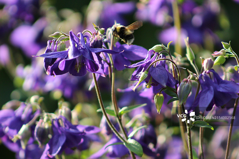 蜜蜂在紫色花朵上的特写图片素材