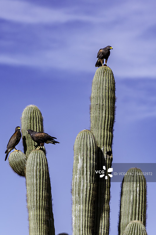 斯科茨代尔，亚利桑那州，美国，仙人掌上栖息的鸟的低角度视图图片素材