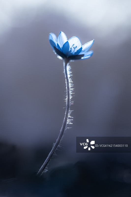 蓝色花朵的特写图片素材