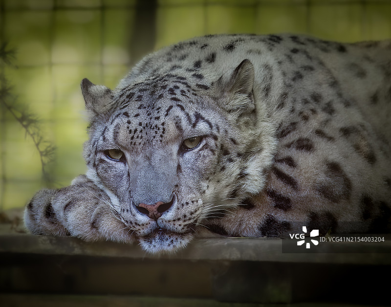 母狮的特写图片素材