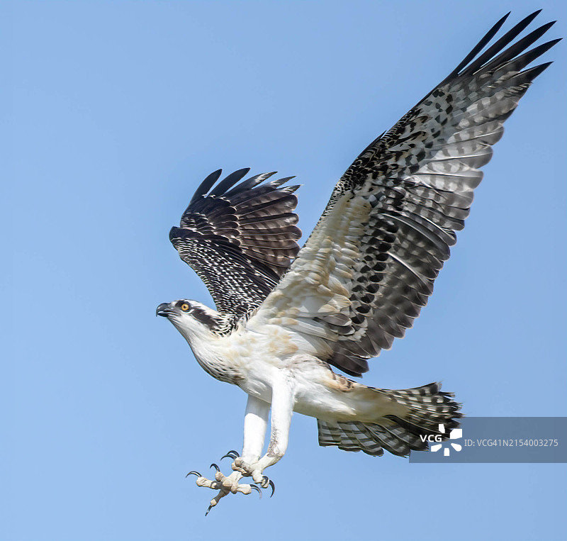 圣地亚哥，加利福尼亚州，美国，蓝天下飞行的猛禽（仰视角度）图片素材
