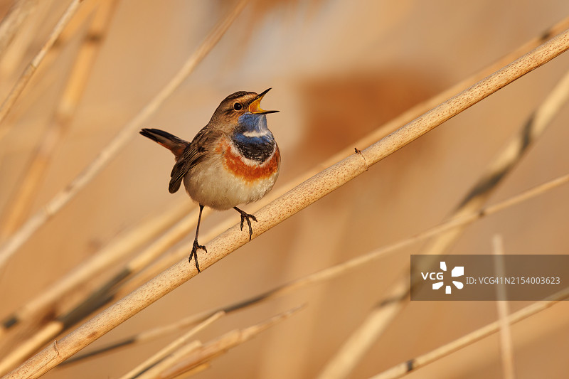 蓝喉歌鸲栖息于树枝的特写图片素材