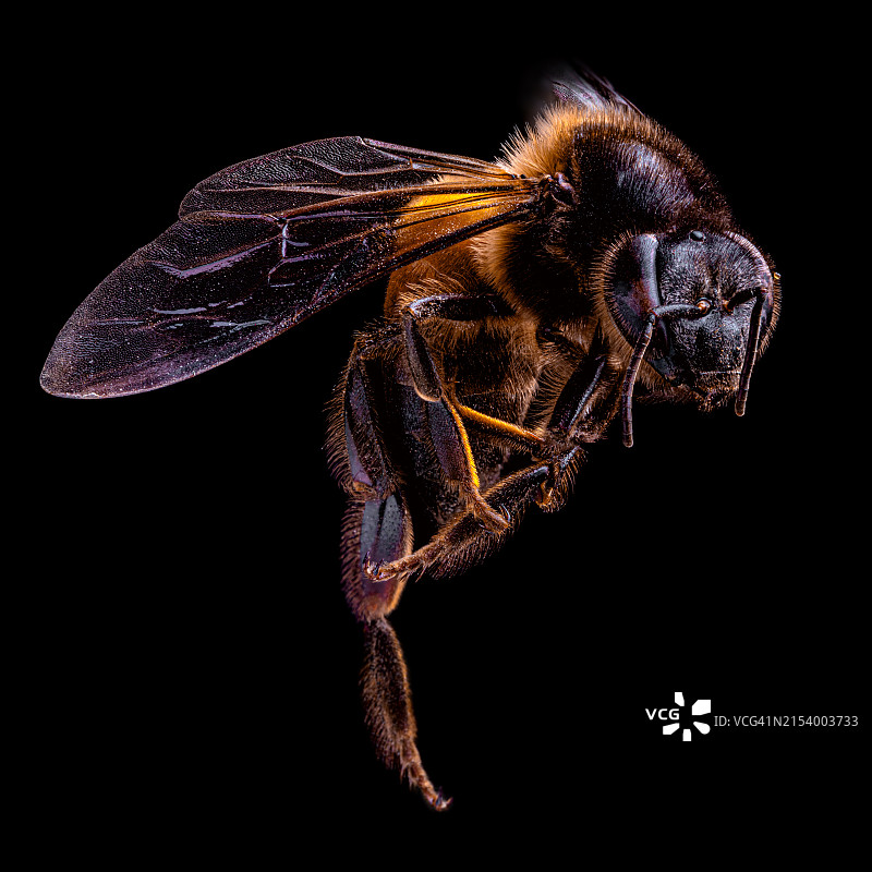 黑色背景下的昆虫特写图片素材