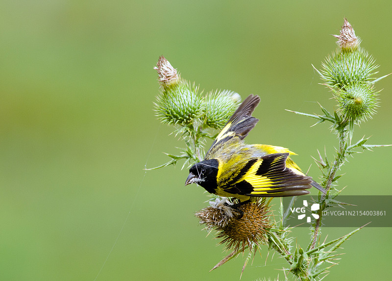 栖息在植物上的金翅雀特写图片素材