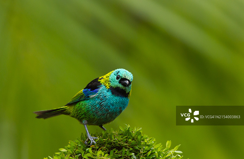 特写：歌唐纳雀栖息在植物上图片素材