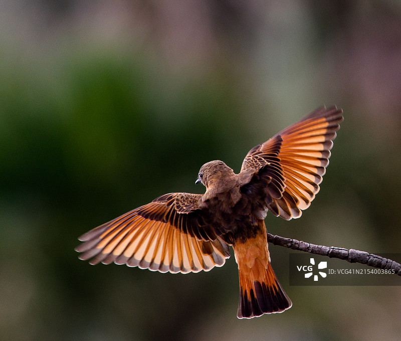 在巴西户外飞行的猛禽鹰的特写图片素材