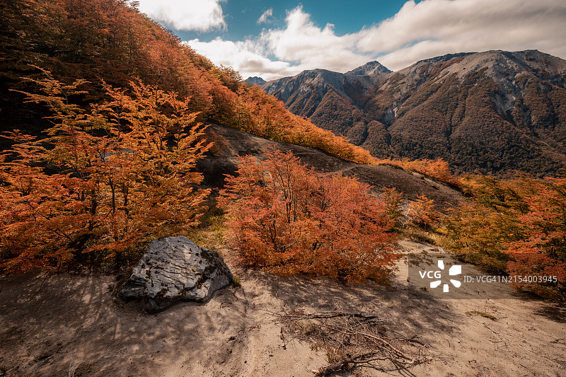 秋树天空景色图片素材