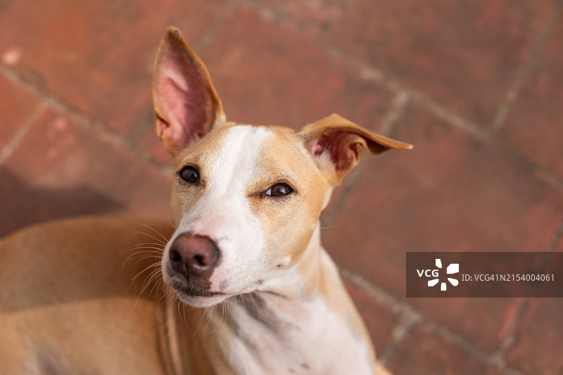 印第小狗画像图片素材