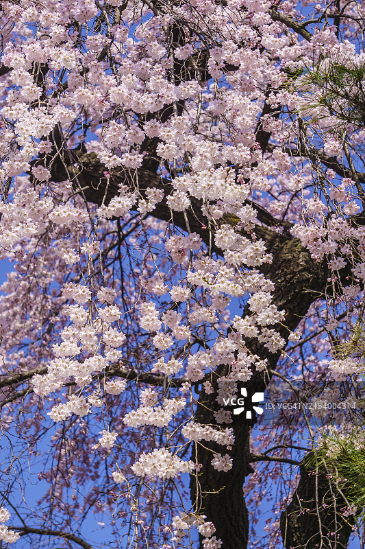 樱花树的低角度视图图片素材