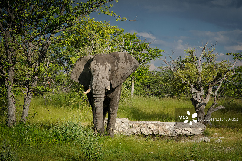 孤独的非洲象图片素材