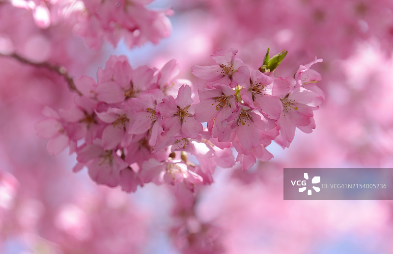 粉色樱花特写，马萨诸塞州，美国图片素材
