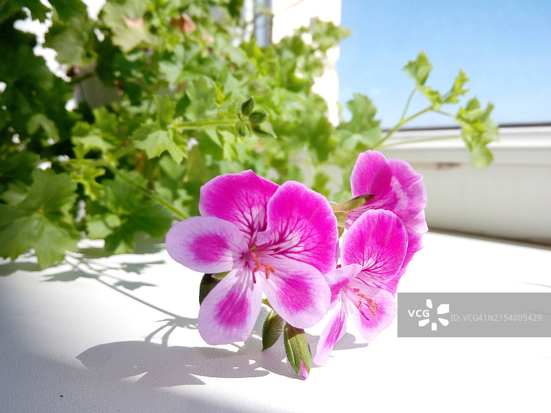 粉色花朵的特写图片素材