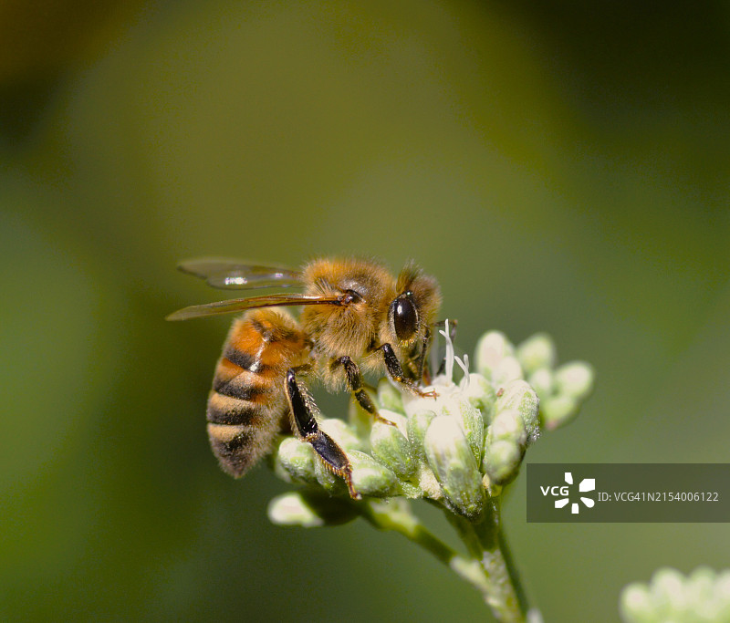 蜜蜂在花上的特写图片素材