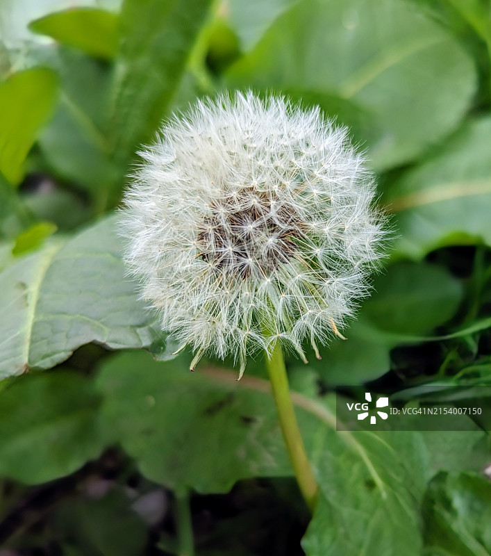 蒲公英花特写图片素材
